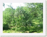 Grounds of B&B - 4 Mile Beach Inn * 2592 x 1944 * (2.92MB)